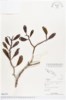 登錄號:BS03189藏品圖，第1張