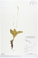 登錄號:BS03191藏品圖，第1張