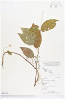 登錄號:BS03192藏品圖，第1張