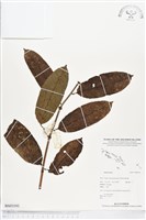 登錄號:BS03193藏品圖，第1張