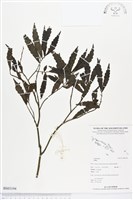 登錄號:BS03194藏品圖，第1張