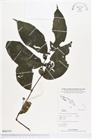 登錄號:BS03195藏品圖，第1張