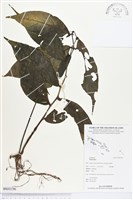 登錄號:BS03196藏品圖，第1張