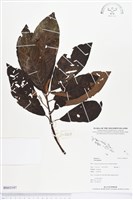 登錄號:BS03197藏品圖，第1張