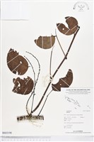 登錄號:BS03198藏品圖，第1張