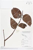 登錄號:BS03199藏品圖，第1張