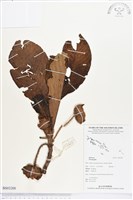 登錄號:BS03200藏品圖，第1張