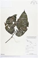 登錄號:BS03202藏品圖，第1張