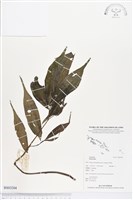 登錄號:BS03204藏品圖，第1張