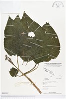 登錄號:BS03207藏品圖，第1張