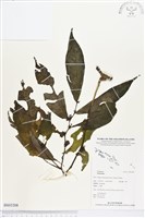 登錄號:BS03208藏品圖，第1張