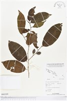 登錄號:BS03209藏品圖，第1張