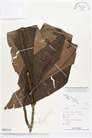 登錄號:BS03210藏品圖，第1張