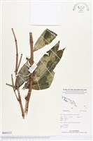 登錄號:BS03212藏品圖，第1張