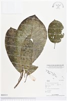 登錄號:BS03213藏品圖，第1張