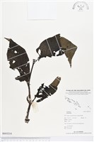 登錄號:BS03214藏品圖，第1張