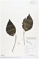 登錄號:BS03215藏品圖，第1張