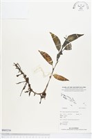 登錄號:BS03216藏品圖，第1張