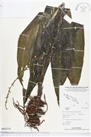 登錄號:BS03218藏品圖，第1張