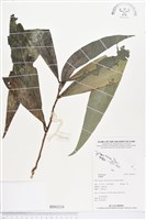 登錄號:BS03219藏品圖，第1張