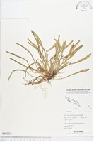 登錄號:BS03221藏品圖，第1張