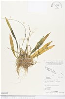 登錄號:BS03222藏品圖，第1張