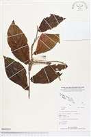 登錄號:BS03223藏品圖，第1張