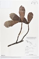 登錄號:BS03224藏品圖，第1張