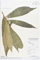 登錄號:BS03225藏品圖，第1張