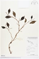 登錄號:BS03226藏品圖，第1張