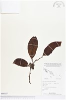 登錄號:BS03227藏品圖，第1張