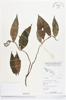 登錄號:BS03228藏品圖，第1張