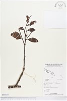 登錄號:BS03231藏品圖，第1張