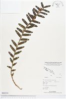 登錄號:BS03232藏品圖，第1張