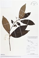 登錄號:BS03234藏品圖，第1張