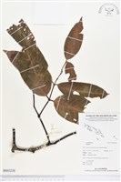 登錄號:BS03238藏品圖，第1張