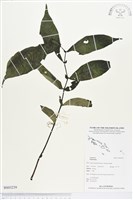 登錄號:BS03239藏品圖，第1張