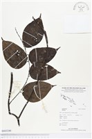 登錄號:BS03240藏品圖，第1張