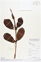 登錄號:BS03241藏品圖，第1張