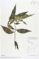 登錄號:BS03242藏品圖，第1張