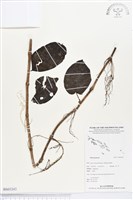 登錄號:BS03243藏品圖，第1張