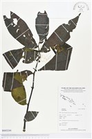 登錄號:BS03244藏品圖，第1張