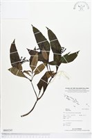 登錄號:BS03245藏品圖，第1張