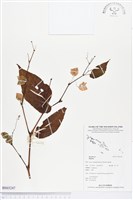 登錄號:BS03247藏品圖，第1張