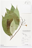 登錄號:BS03249藏品圖，第1張