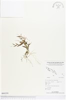 登錄號:BS03250藏品圖，第1張