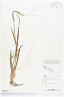 登錄號:BS03252藏品圖，第1張