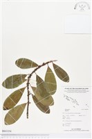 登錄號:BS03254藏品圖，第1張