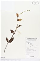 登錄號:BS03256藏品圖，第1張