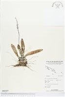 登錄號:BS03257藏品圖，第1張